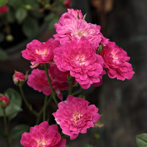Shop, Rose Rosa Imola™ - rosa - miniatura, lillipuziane - rosa non profumata - Győry Szilveszter - ,-